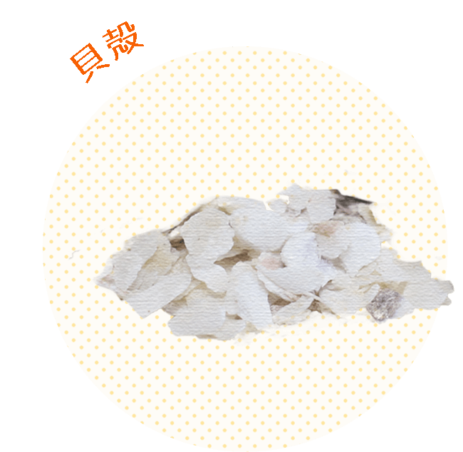 貝殻